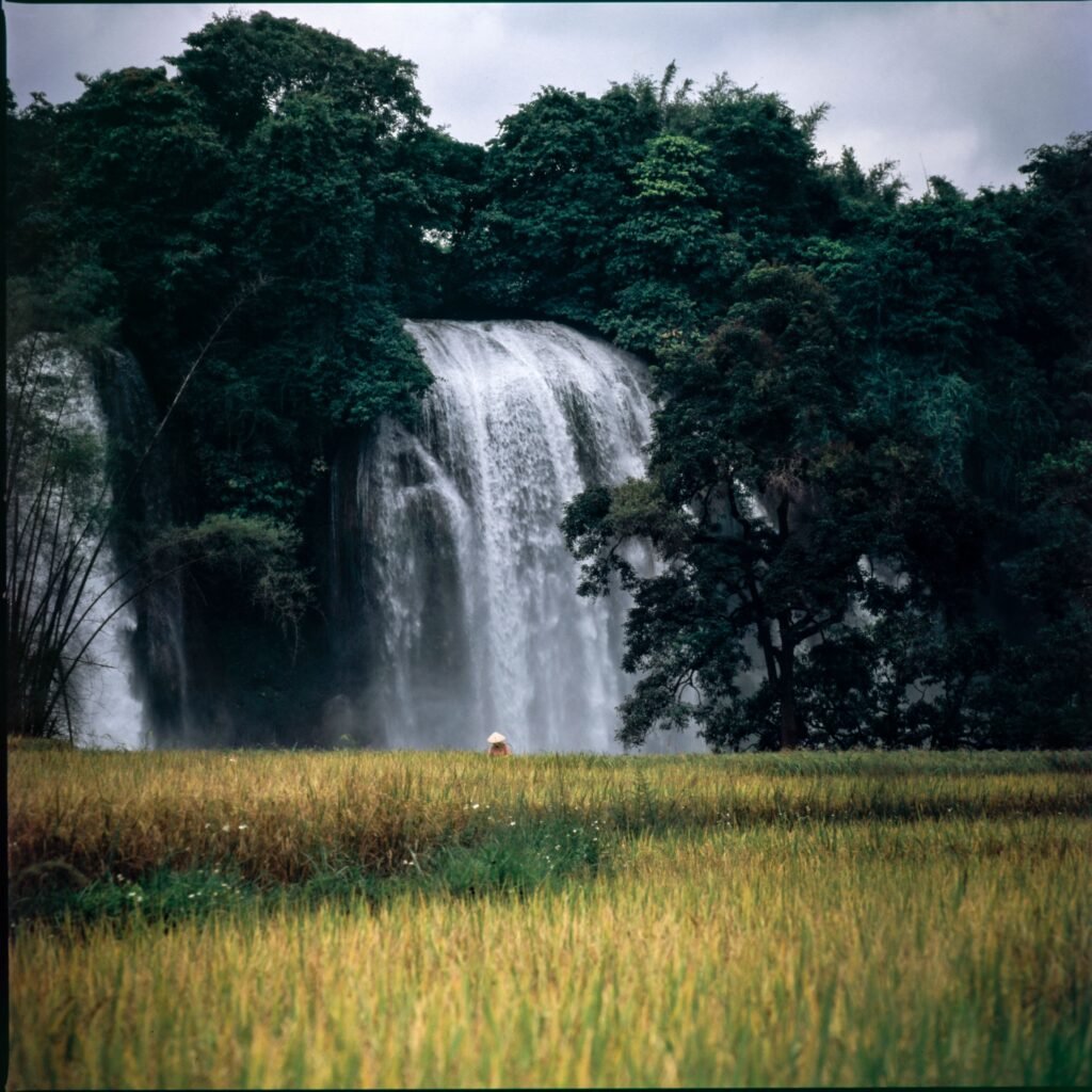 Thác Bản Giốc mùa lúa chín